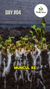 100 Benih Green Radish Sprout Kemasan Ekonomis - Mudah Tumbuh