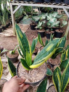 Tanaman hias Sansivera gold flame - indoor - Bunga Hias Hidup