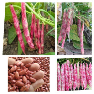 40 BUTIR BIJI/BENIH TANAMAN KACANG MERAH