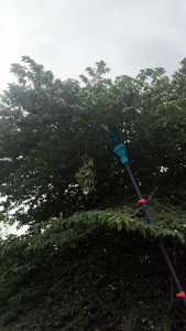 MAKITA เลื่อยตัดแต่งกิ่งสูงไร้สาย รุ่น 199V ขนาด 6 นิ้ว ปรับองศาการตัดได้ 0-180 องศา มีปุ่มเซฟตี้ ฟองนํ้าซับแรงกด จับกระชับ ไม่ลื่น (AAA) <💥 รับประกันสินค้าตรงปกแน่นอน🔥💯> HFL