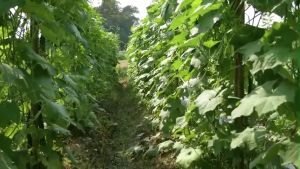 PATOLA TAGALOG SEEDS (10 SEEDS) PRIMERA VARIETY/HIGH YIELDING/MORE PROFIT/EASY TO GROW