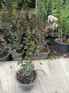 ยี่เข่งแบล็คไดมอนด์สีขาว กระถาง 11 นิ้ว ต้นสวย (กทม)