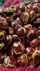 Jengkol tua 1kg termurah ukuran super/besar-besar