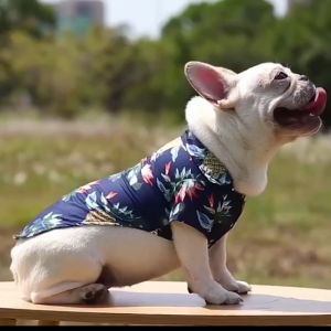 baju anjing dan baju kucing kemeja pantai hewan anabul