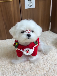 Festive Santa & Reindeer Christmas Collars for Dogs - High-Quality Cotton Pet Accessories