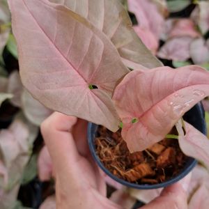 ต้นออมชมพู PINK SYNGONIUM ออมชมพู (จํานวน 1 กิ่ง) ไม้มงคล เลี้ยงในน้ําได้ ฟอร์มสวย สีชัด ใบใหญ่ ปลูกประดับบ้าน คอนโด
