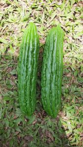 REPLIKA SAYUR PARE PARIA (1pcs) / PARIA PALSU / PARIA DEKORASI / PARIA / PARIA MAINAN / PARIA HIASAN MEJA / PARIA DEKORASI MEJA / PARIA PAJANGAN MEJA DLL