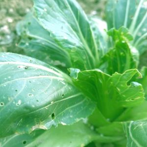 Pure Neem Oil for Plants 100ml / SPRAY FOR PLANTS/ ORGANIC PESTICIDE / PEST CONTROL/ PLANT CARE/ PAMPAKINTAB NG DAHON/