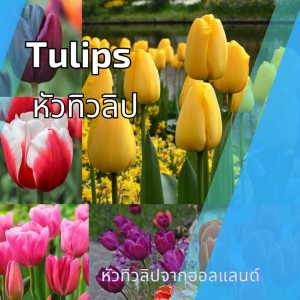 หัวทิวลิป ดอกสวยมาก มีหลายสีให้เลือก Wanthai ขายหัวลิลลี่ ว่านสี่ทิศ ทิวลิป ต้นไม้ฟอกอากาศ เมล็ดดอกไม้