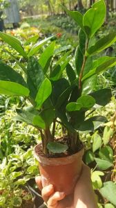 Cây kim tiền - Tài lộc - Chậu từ 8-10 cây