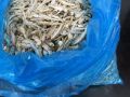 [BORONG] LuLo Mart Ikan Bilis Tanjung Dawai Mata Biru Size M Gred 3A 【100g】. 