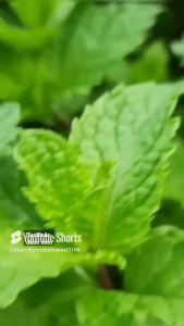 Tanaman Herbal Aromatik & Daun Mint: Tanaman Aromatik Mudah Tumbuh