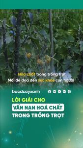 Nano Bạc Diệt Nấm Bệnh Sát Khuẩn Cây Trồng BS10 205ml - Diệt Nấm Khuẩn Ngừa Héo Xanh - Bác Sĩ Cây Xanh