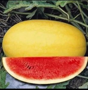 10 BIJI BENIH SEMANGKA KULIT KUNING DAGING MERAH GOLDEN RED