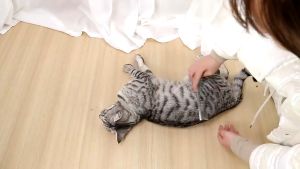 Pet Stainless Steel Grooming Comb for Dogs and Cats Gently Removes Loose Undercoat Flea Comb