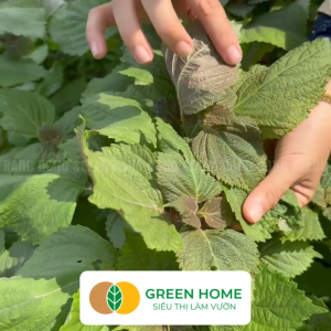 Hạt Giống Rau Tía Tô Greenhome Gói 2gr~1000 hạt Dễ Trồng Quanh Năm Nảy Mầm Cao Thu Hoạch Nhanh Năng Suất Cao G05