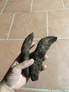 Nhục thung dung (củ giống)