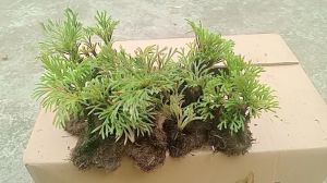 combo 20 khóm cây trường sinh thảo bonsai trồng cảnh