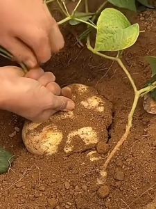 Singkamas Seeds (10seeds) - Turnip Seeds