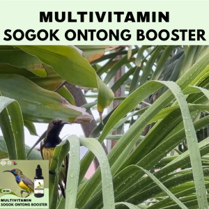 Vitamin Burung Gacor 30 ml Untuk Sogok Ontong Vitamin Penggacor Burung Rekomendasi Burung Kicau