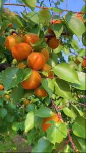 Mơ Đen Dẻo Lâu Năm Món Quà Của Người Việt