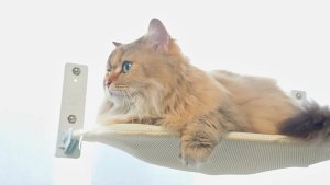 【🔥SG】Pet Nest Cat Hammock Window Sill Glass Hanging Foldable Cat Nest Suction Cup Hanging Foldable Cat Bed