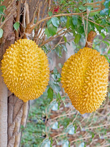 โมเดลมะพร้าวทองเทียม ผลไม้ปลอม ตกแต่งร้านขายของชำ ตกแต่งหน้าร้าน ของเล่นถ่ายภาพ เครื่องประดับตกแต่งบ้าน ผลไม้เทียม