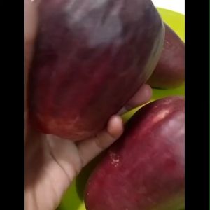 PAKET 3 Bibit Jambu Jamaika Jumbo atau Jambu Bol