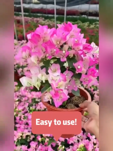 Bougainvillea Fertilizer 300ML Organic Fertilizer Liquid Fertilizer Effect booster for bougainvillea Professional formula precise nourishment