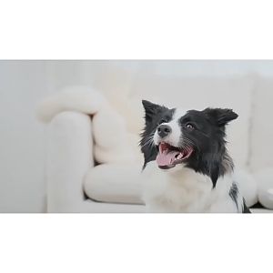 JAPAN Kojima Pet Audicure Ear Drops 50ml Pembersih Telinga Anjing Untuk Tungau Telinga Mengurangi Bau & Gatal