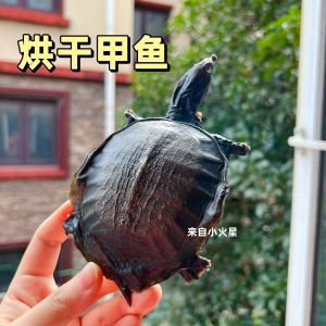 Calcium Fortified Dog Teeth Cleaning Bone Large Medium Dogs Tooth Grinding Reward Training Snack Dehydrated Turtle Shape