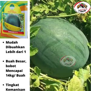 Benih Bibit Semangka Bulat Kuning Tahan Virus ORENS F1 75 Biji Cap Kujang