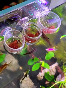 ถ้วยให้อาหารปลา หนอนแดง ใส้เดือนน้ำ ทำจากแก้วคุณภาพสูง ที่ปลูกต้นไม้น้ำ อุปกรณ์เลี้ยงปลา ส่งไวจากไทย