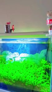 Best Automatic Fish Feeder - WiFi Smart Feeder for Aquarium Timed Remote Control Fish Tank Food Dispenser Fish Shrimp Feeding