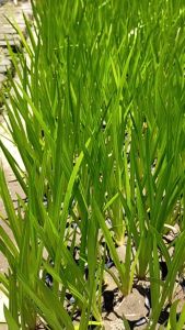 Bibit Tanaman Herbal Bawang Dlingo atau Bibit Jering Untuk Tolak Sawan Bagi Bayi Anda