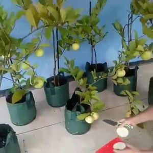 (Sudah Berbuah) Bibit Jambu Kristal Putih Non Biji Super Unggul No 1