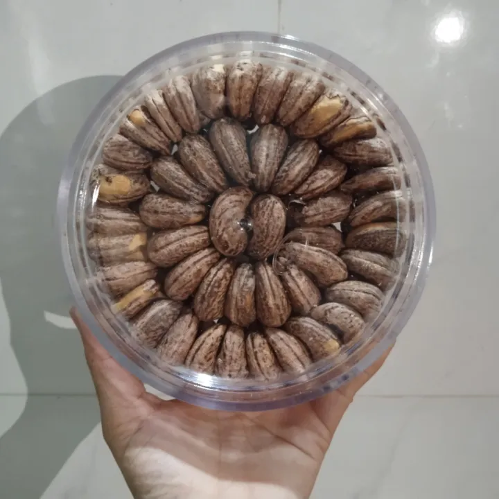 hạt điều rang muối 500gr cả hộp xếp hoa loại ngon nhất