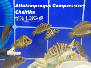 Cichlids Altolumprogus Compressicer Chaitika 恰迪卡珍珠虎