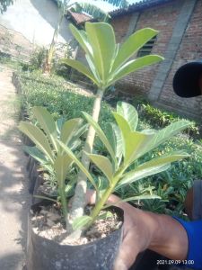 GRATIS ONGKIR bibit tanaman bunga adenium