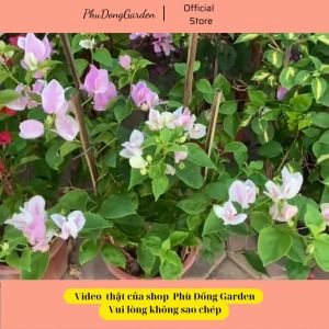 Hoa Giấy Sakura cao 70 -80cm sẵn hoa | Lỗi 1 đổi 1 hoa nở quanh năm phù hợp khí hậu 3 miền trang trí sân vườn ban công (ảnh thật)!