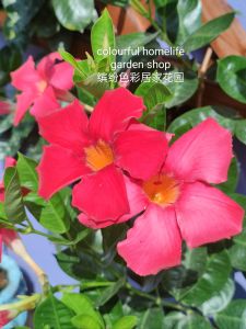 红飘香藤植物花苗Plants Flowers Seedlings Mandevilla suaveolens