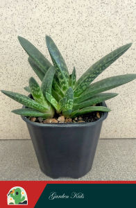 Cây mỏ vịt (Haworthia Gasteria)