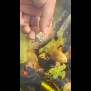 Tubifex Cube Freeze Dried 10/20 grams Fish Food Turtles Food