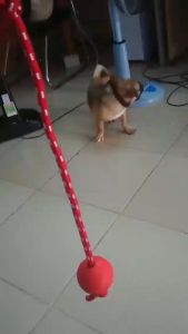 Đồ chơi cho Chó bóng kèm dây thừng rèn luyện thể lực (mẫu mới) - Hara Pet Store