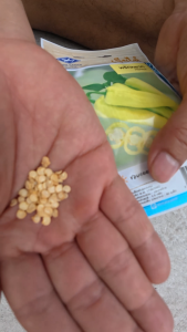 เมล็ดพันธุ์ พริกหยวก เจียไต๋