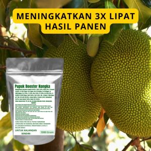 Pupuk Booster Nangka Pelebat Organik Cepat Berbuah Lebat Besar Anti Rontok Pembesar Nangka