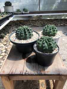 แคคตัสยิมโนมอนโตรส (Gymnocalycium Monstrose) ผิวเขียวมรกตเข้ม หยักไปหยัก กว้าง 6-8 cm อายุ 2-3 ปี