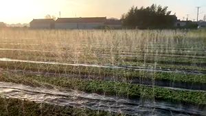 เทปน้ำพุ่ง ขนาด 1" ( 5รู ) ยาว 200เมตร รุ่น 6-81(5)200 จำนวน 1 ม้วน เทป อุปกรณ์จ่ายน้ำ ระบบน้ำ เกษตร สายน้ำพุง สายน้ำพุ่ง