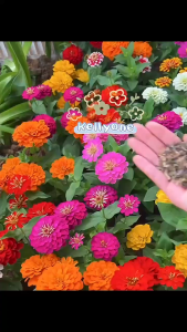 เมล็ดพันธุ์ ลาเวนเดอร์ อังกฤษ 500 เมล็ด English Lavender Seed เมล็ดพันธุ์แท้ นำเข้าจากต่างประเทศ ปลูกผัก สวนครัว ถูกดี