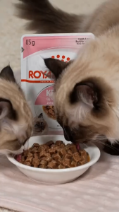 Royal Canin Kitten Wet Cat Food in 85G Gravy Pouch - Feline Health Nutrition for 4 to 12 Months Old Kittens | Supports Immune System with Vitamin C & E | Brain Development DHA & Healthy Digestion Microbiome Support Moist Chunks [New Stock]